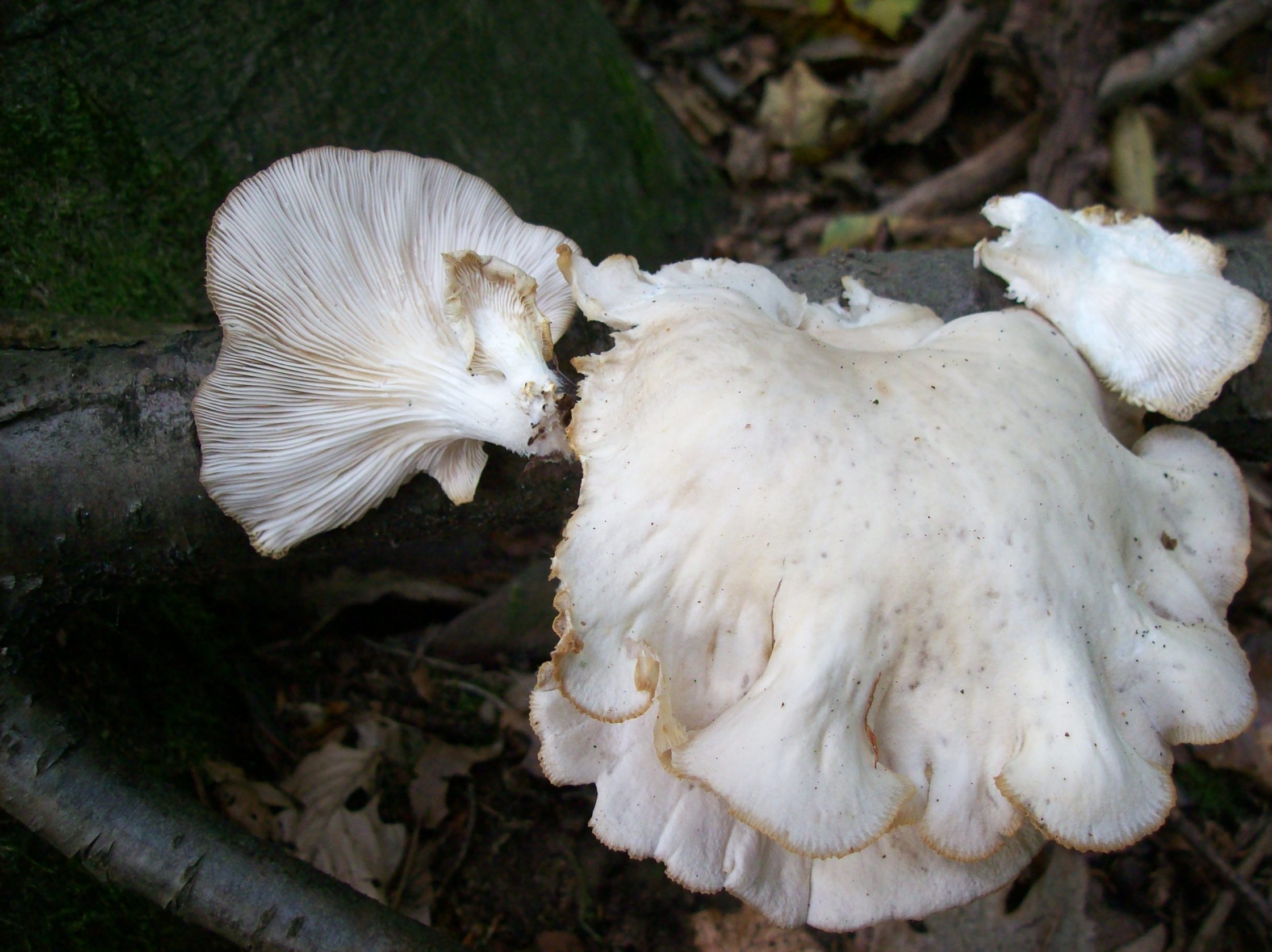 Foto: EmillimeS - CC BY-SA 4.0, https://commons.wikimedia.org/w/index.php?curid=90986275